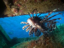 Lionfish in a wreck trying to get protected from the Bara... by Patrick Neumann 